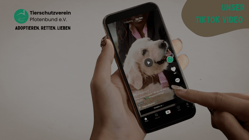 Smartphone zeigt ein TikTok-Video-Mockup zur Vermittlung eines Tierheimhundes des Tierschutzvereins ‘Pfotenbund e.V.’ – zusätzlich Werbung auf weiteren Social-Media-Kanälen sichtbar.