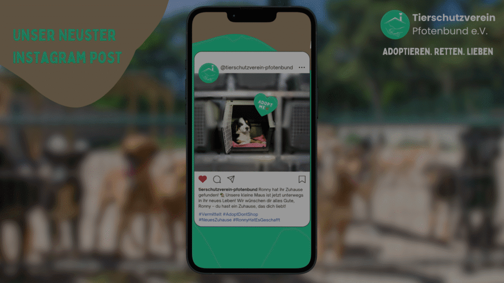 Smartphone zeigt einen Instagram-Post-Banner des Tierschutzvereins ‚Pfotenbund e.V.‘ – Vermittlung eines Welpen.